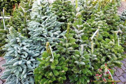 Christmas trees